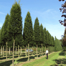 Carpinus Betulus Frans Fontaine