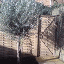 Oak Gates by Quercus