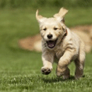Sprogs & Dogs Lawn Seed