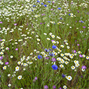 WF10 Cornfield Annuals