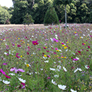 WF17 Cultivated Annuals