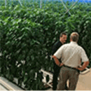 Munters solutions in Kwa Sizabantu Greenhouse