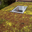 Roll Out Green Roof Systems