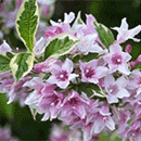 Flowering Hedging Plants
