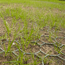 Grass Seeds 