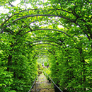 Topiary Arches 