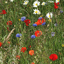 WFG21 Everyday Meadow