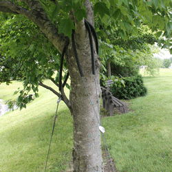 Tree Guying Kit 