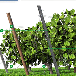 Vineyard Trellising Solutions