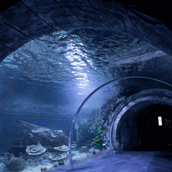 Magic Aquarium opened with all its wonders.