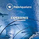Polin Aquariums continue to work on new projects all over the globe.