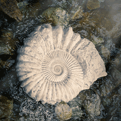 Fossil