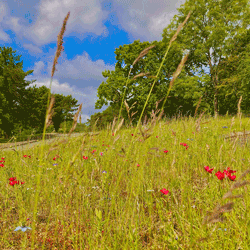 Wildflower from DLF helps Celtic Manor achieve GEO Certified status