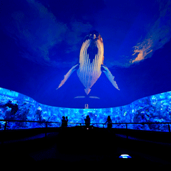  Immersive Exhibitions & Spaces