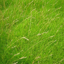 Lindum LT2 - Low Maintenance Fine Turf