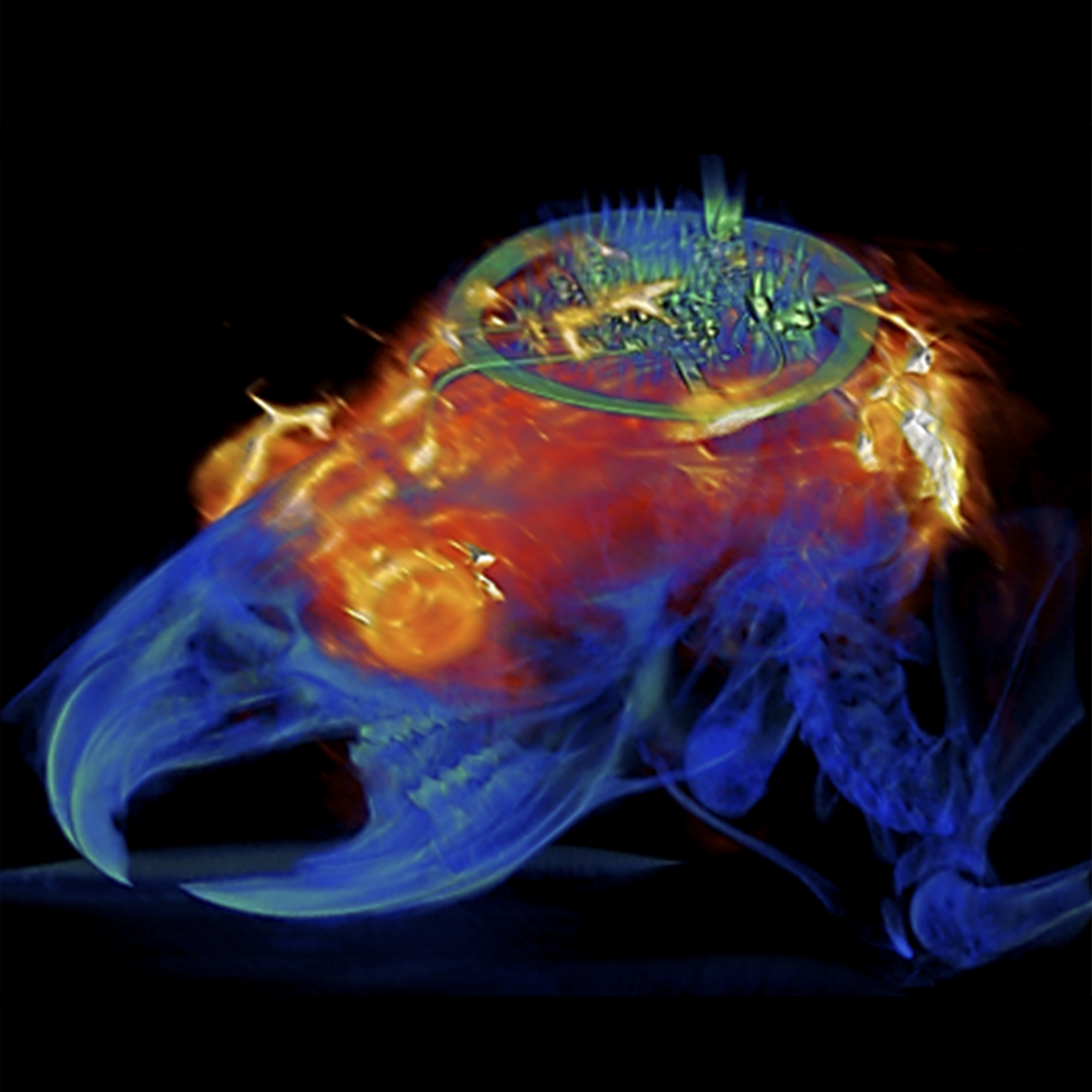 Combined MRI and CT 3D image of subdermally implanted optogenetic implant Combined MRI and CT 3D image of subdermally implanted optogenetic implant