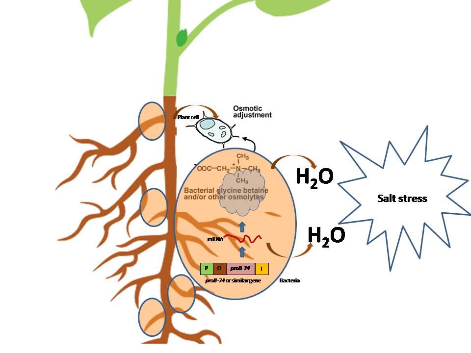 Figure 1. The hypothetical depiction of microbe-mediated salinity tolerance in plants. The proB-74 like genes synthesizes organic osmolytes such as trehalose, proline, and glycine betaine, etc. which offer an adaptive strategy to abiotic stresses, including high salinity through osmotic adjustment. Figure 1. The hypothetical depiction of microbe-mediated salinity tolerance in plants. The proB-74 like genes synthesizes organic osmolytes such as trehalose, proline, and glycine betaine, etc. which offer an adaptive strategy to abiotic stresses, including high salinity through osmotic adjustment.