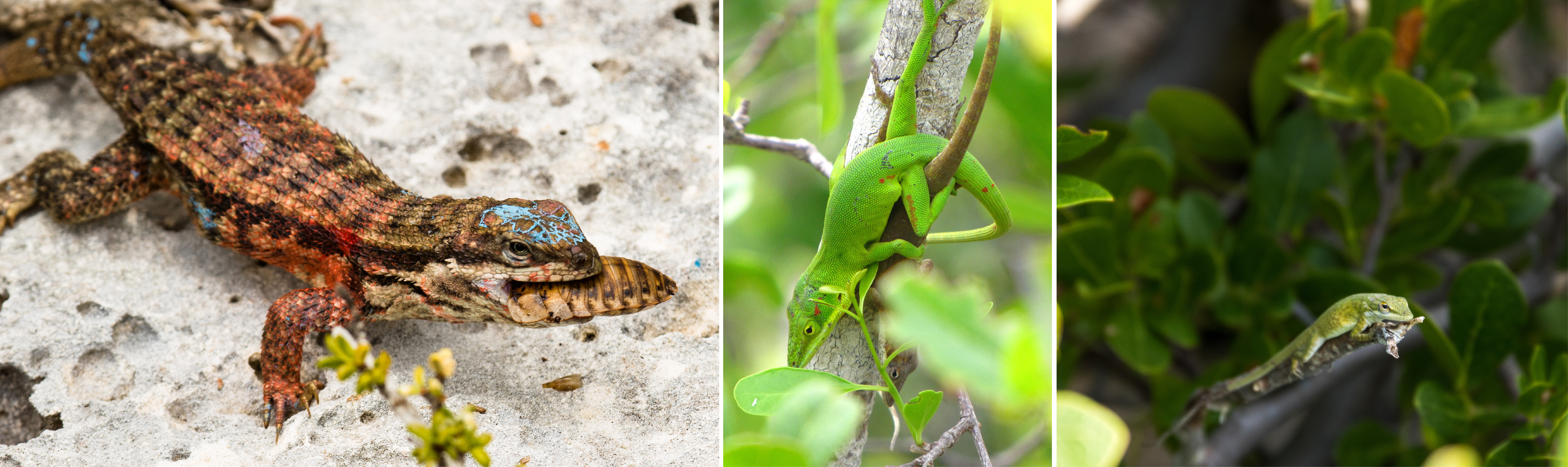Curly-tail and green anoles Curly-tail and green anoles