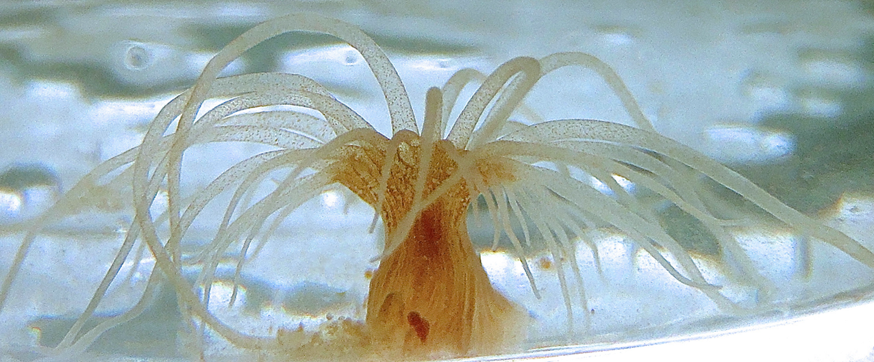 Exaiptasia pallida Exaiptasia pallida