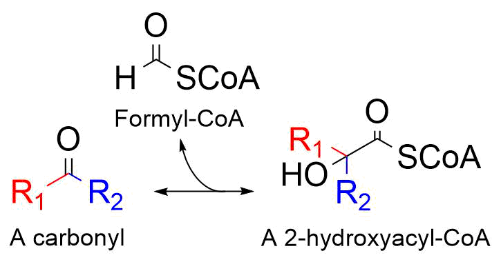 The reaction catalyzed by 2-hydroxyacyl-CoA lyase. The reaction catalyzed by 2-hydroxyacyl-CoA lyase.