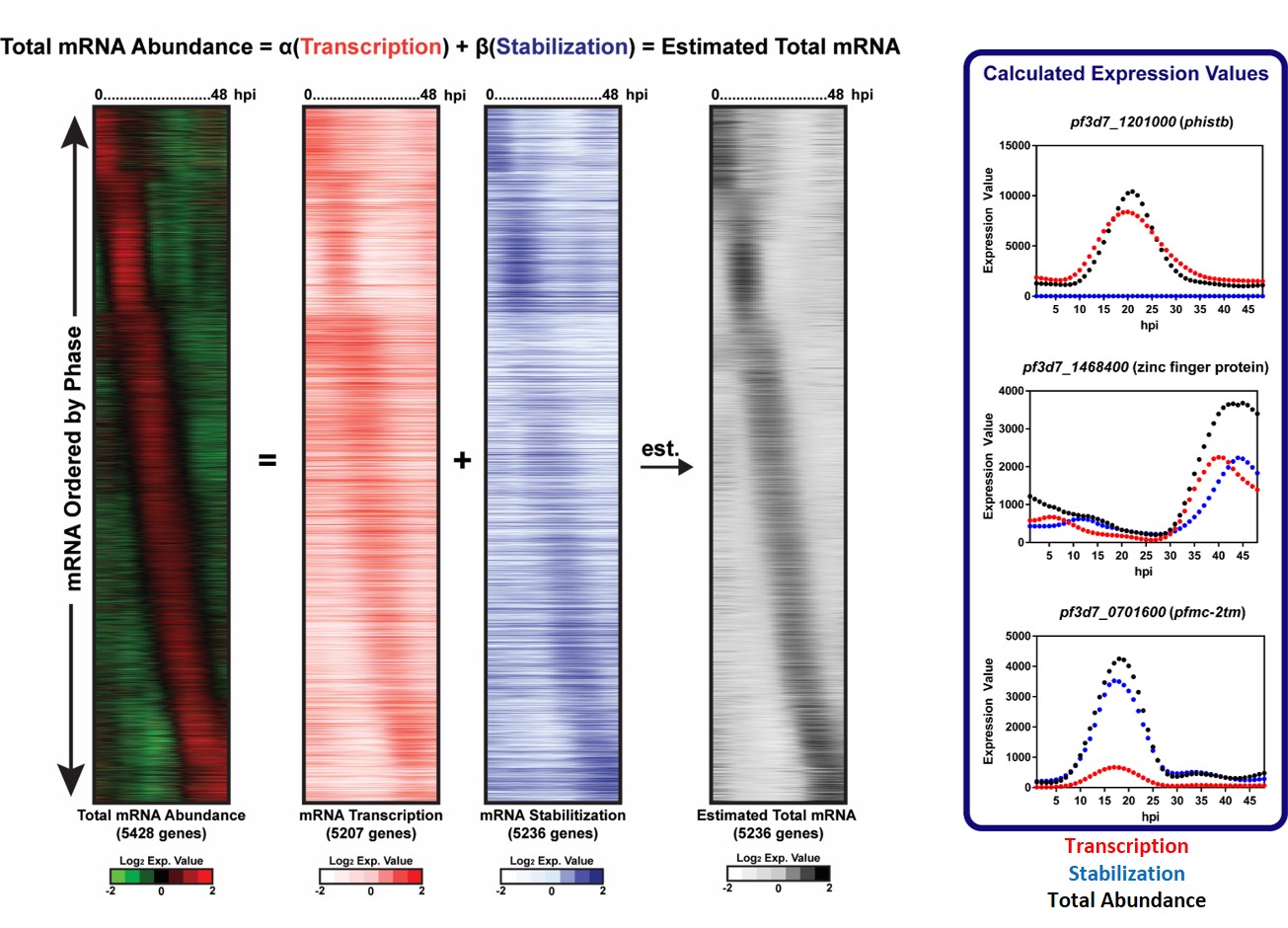 Bioinformatic analysis reveals the contribution of transcription and stabilization to mRNA abundance Bioinformatic analysis reveals the contribution of transcription and stabilization to mRNA abundance