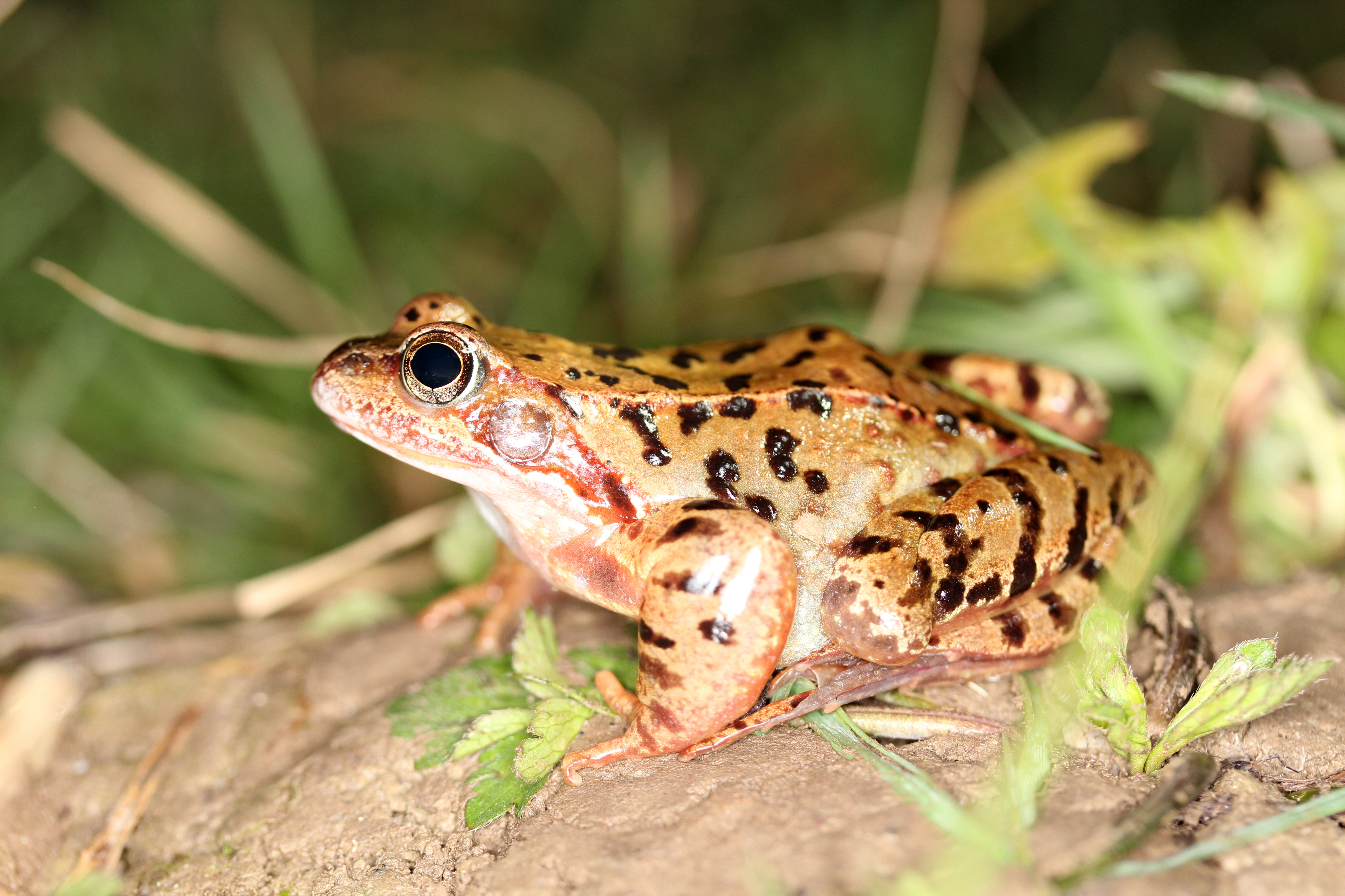 Rana temporaria Rana temporaria