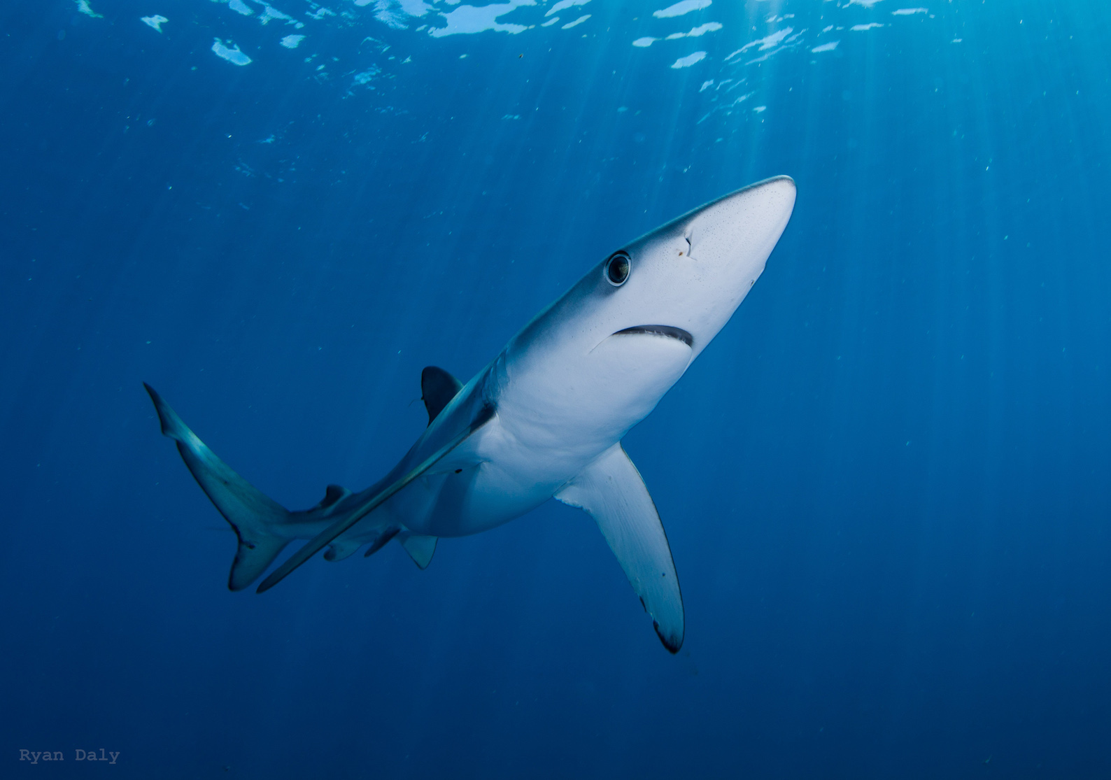Blue Shark Blue Shark