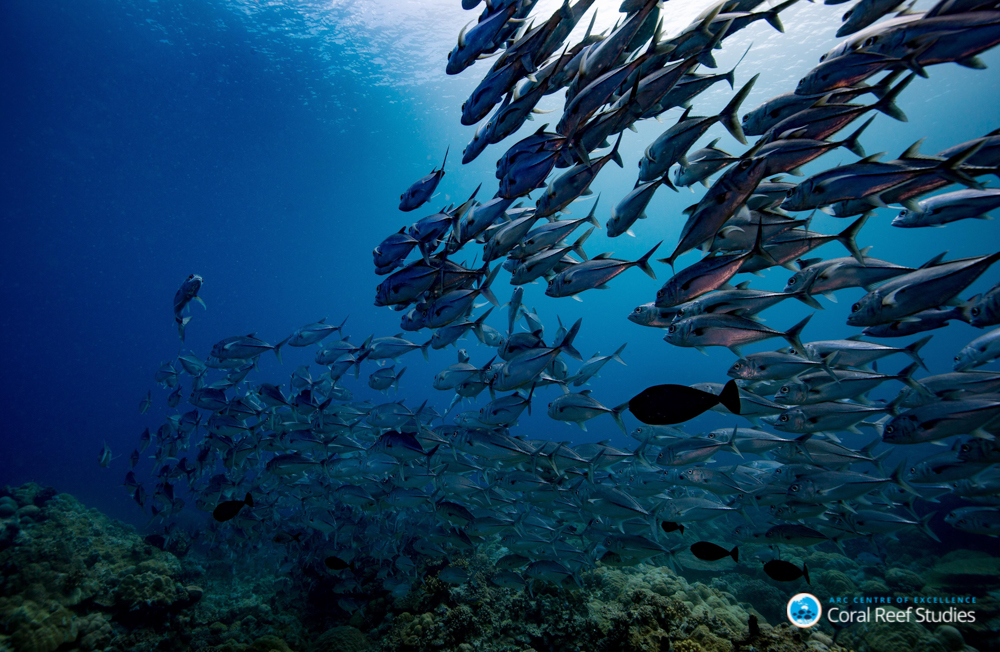 School of fish School of fish