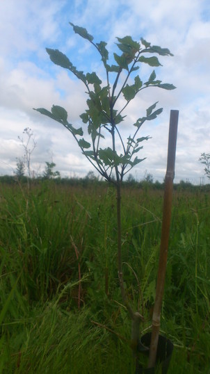 The ash tree we sequenced: the progeny of a self-pollination in 2002