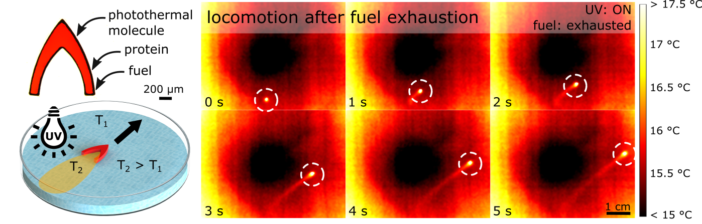 Locomotion after fuel exhaustion Locomotion after fuel exhaustion