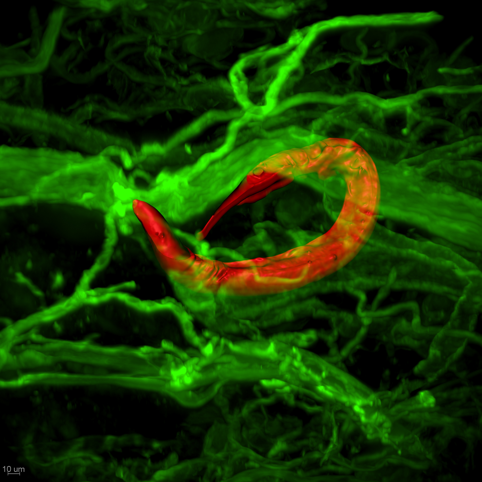 Figure 1. Bacterivorous soil-derived (non-parasitic) nematode (red) wrapped around a nerve in the mouse skin. Nerves, blood vessels, and lymphatics of the skin are stained green. Figure 1. Bacterivorous soil-derived (non-parasitic) nematode (red) wrapped around a nerve in the mouse skin. Nerves, blood vessels, and lymphatics of the skin are stained green.