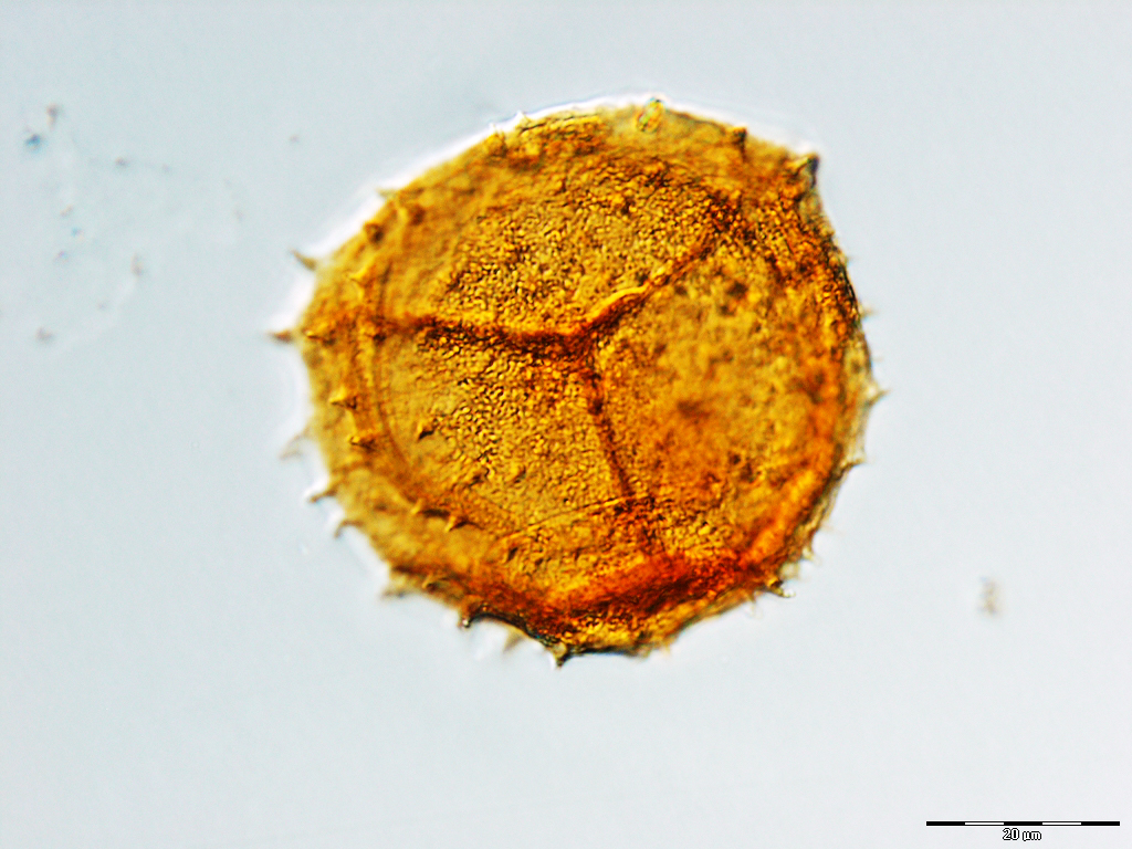 Kraeuselisporites Kraeuselisporites