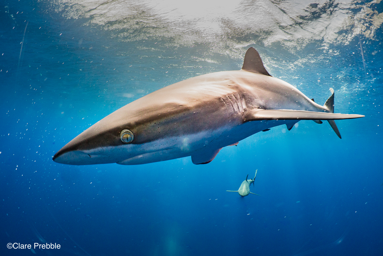 Silky shark oceanic close up Silky shark oceanic close up