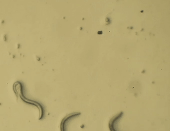 C.elegans nematodes C.elegans nematodes