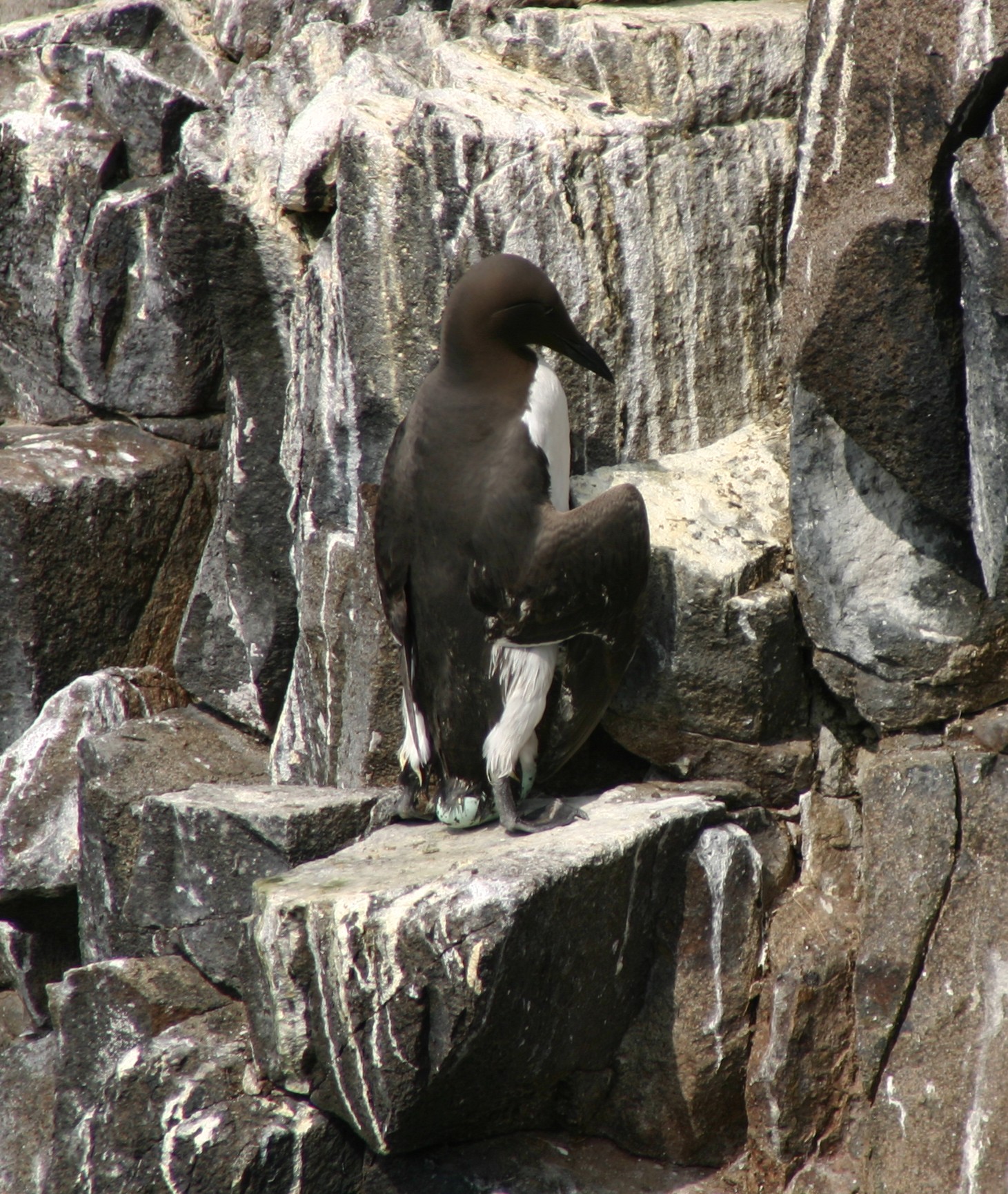A Common Guillemot (Uria aalge) at the moment that the large single egg is laid. The timing of breeding of this species was followed for 19 consecutive years on the Isle of May, southeast Scotland. Photo credit: M P Harris A Common Guillemot (Uria aalge) at the moment that the large single egg is laid. The timing of breeding of this species was followed for 19 consecutive years on the Isle of May, southeast Scotland. Photo credit: M P Harris