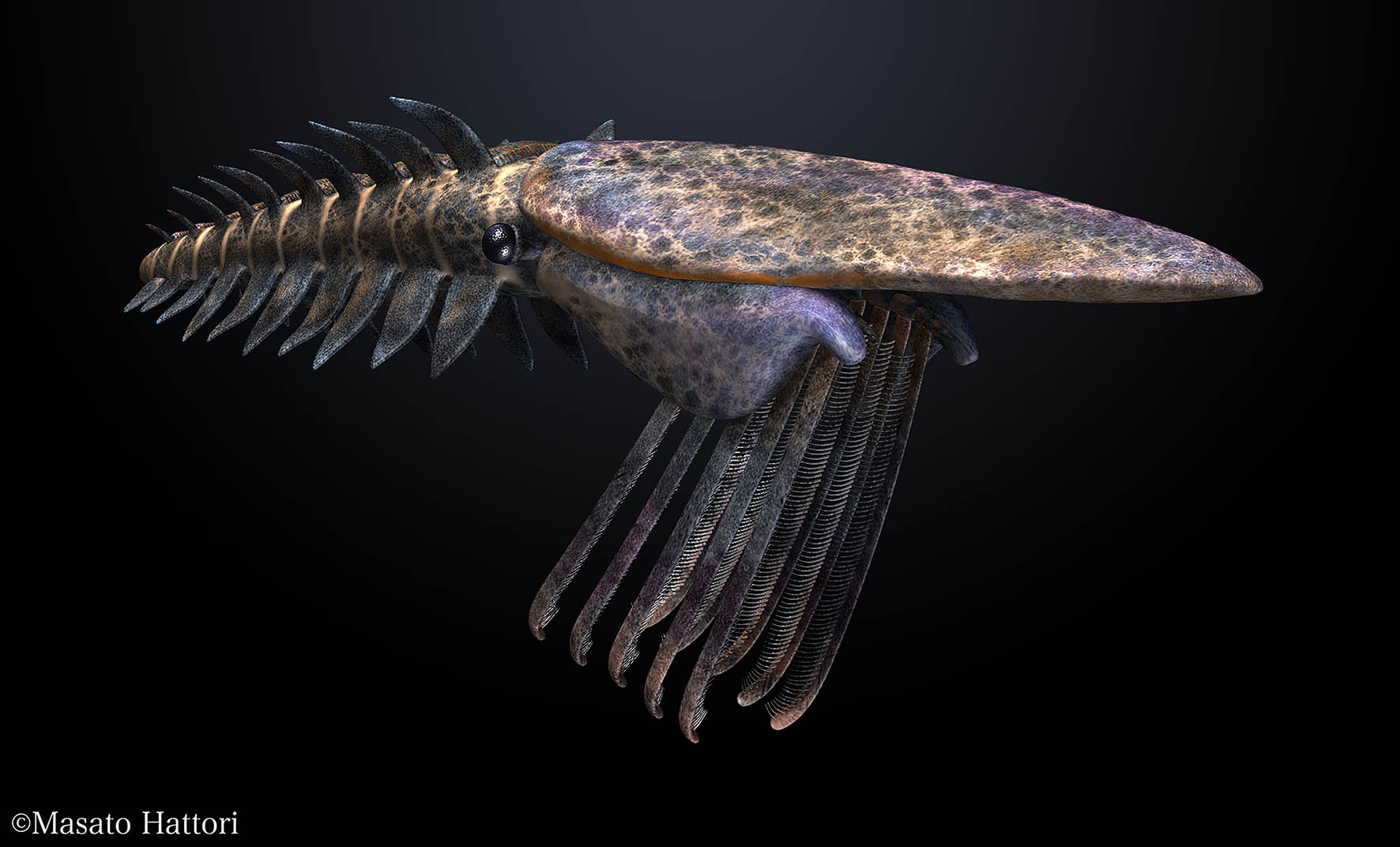 Reconstruction of Pahvantia hastata. Reconstruction of Pahvantia hastata.