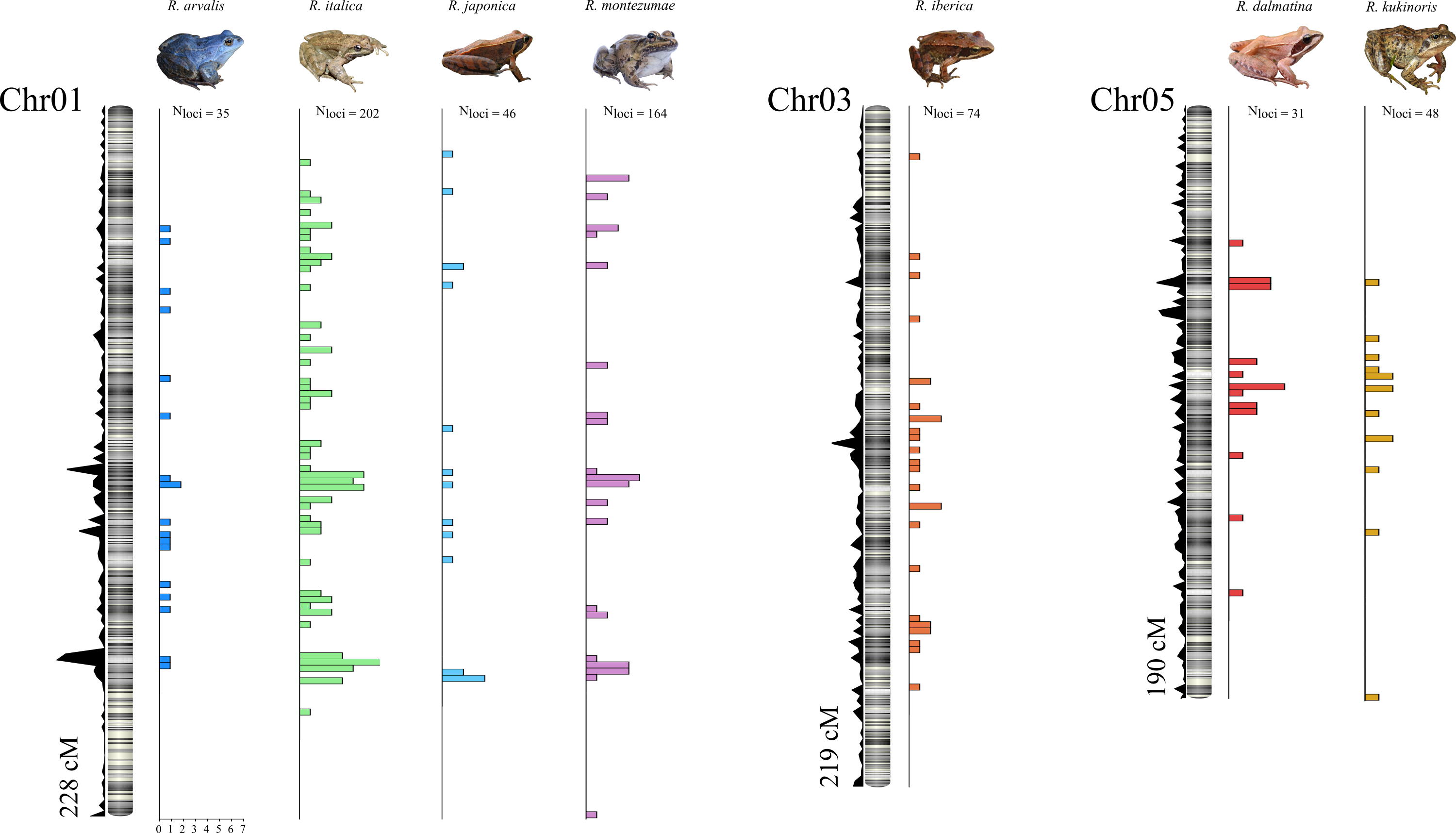 Sex linked markers on Frog sex chromosomes Sex linked markers on Frog sex chromosomes