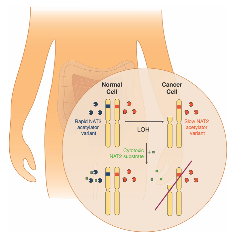 A tumor's loss (of heterozygosity) is our gain | Research Communities ...