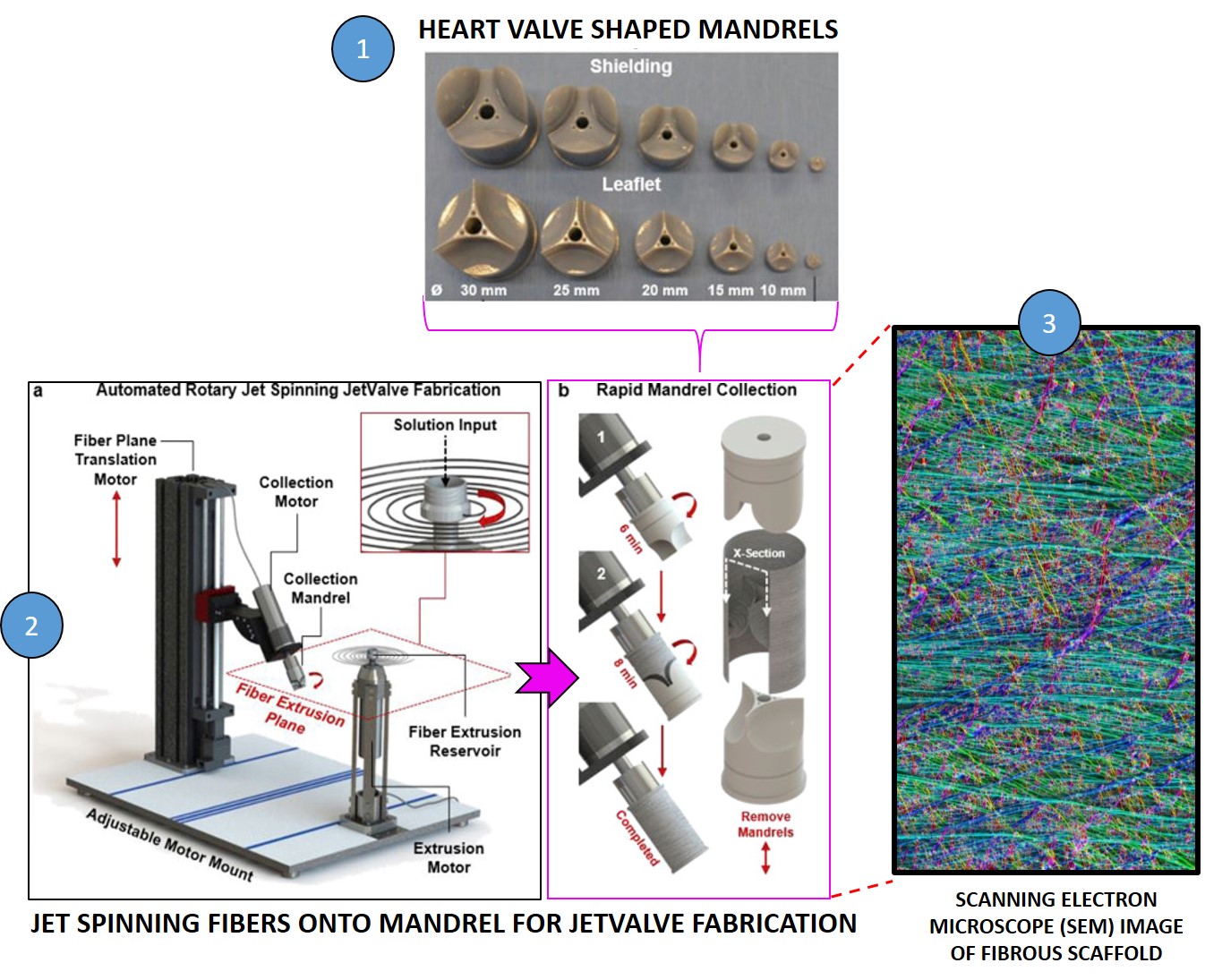 Engineering heart valves for the many Engineering heart valves for the many