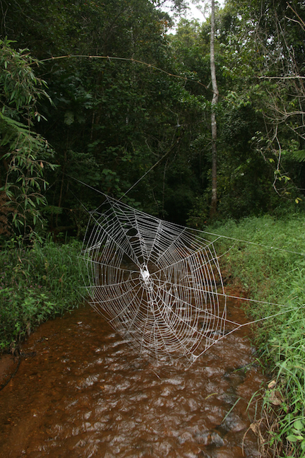 Web of Darwin's bark spider Web of Darwin's bark spider