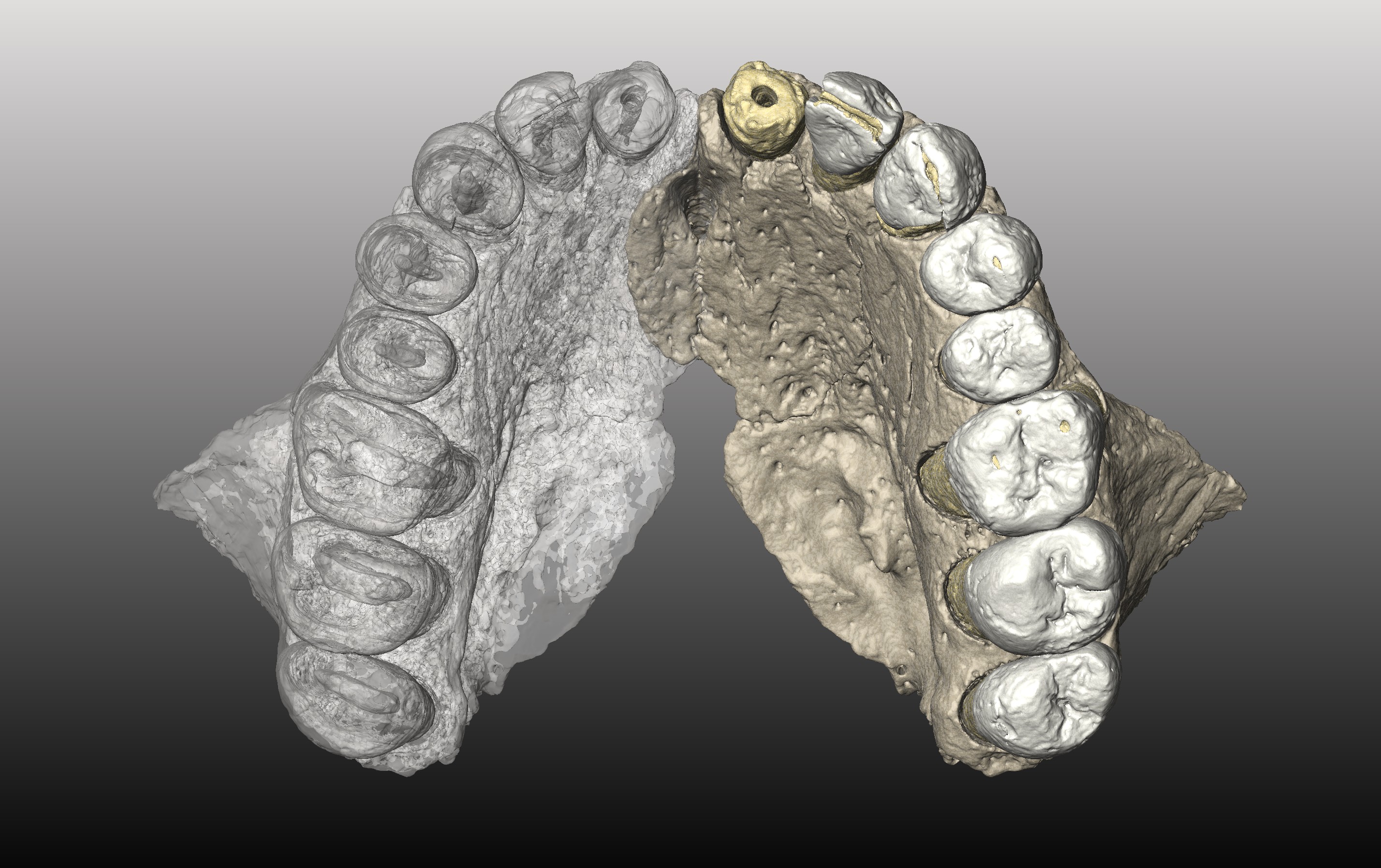 The upper jaw (maxilla) found in Misliya Cave The upper jaw (maxilla) found in Misliya Cave