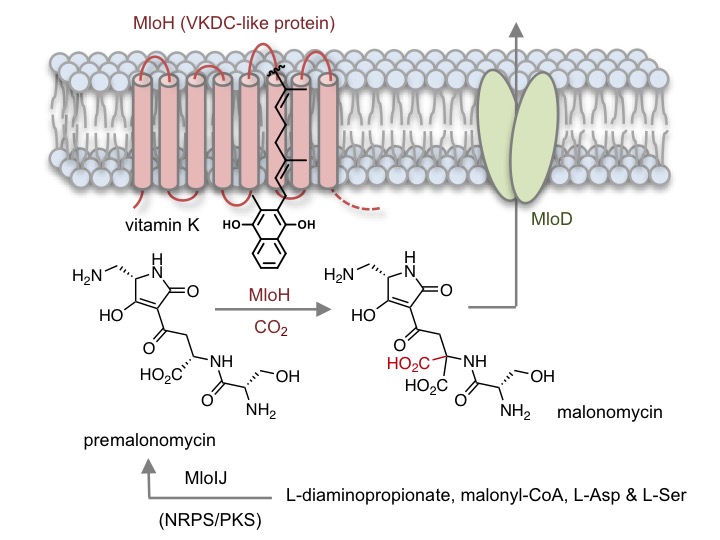 Biosynthetic pathway, with a highly unusual carboxylase enzyme (MloH), producing a structurally unique antibiotic malonomicin. Biosynthetic pathway, with a highly unusual carboxylase enzyme (MloH), producing a structurally unique antibiotic malonomicin.