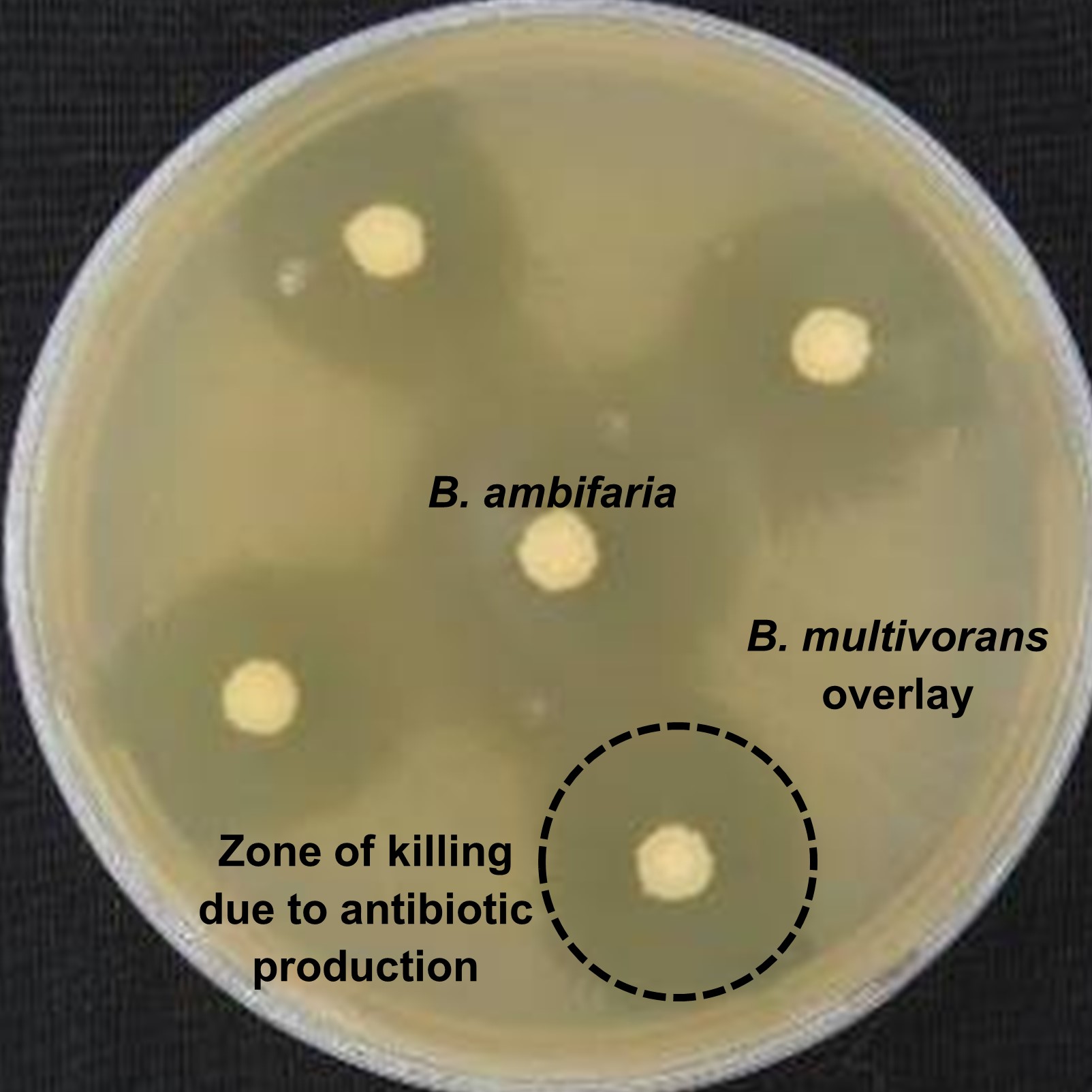 Burkholderia antibiotic production Burkholderia antibiotic production