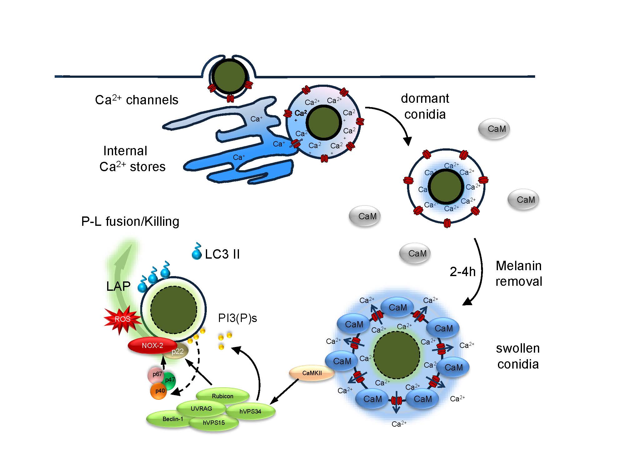 Model on melanin-induced inhibition of calcium signalling regulating LAP Model on melanin-induced inhibition of calcium signalling regulating LAP
