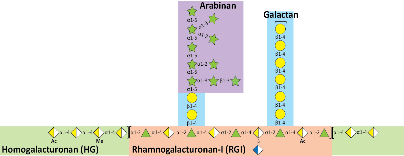 Structure of Pectin Structure of Pectin