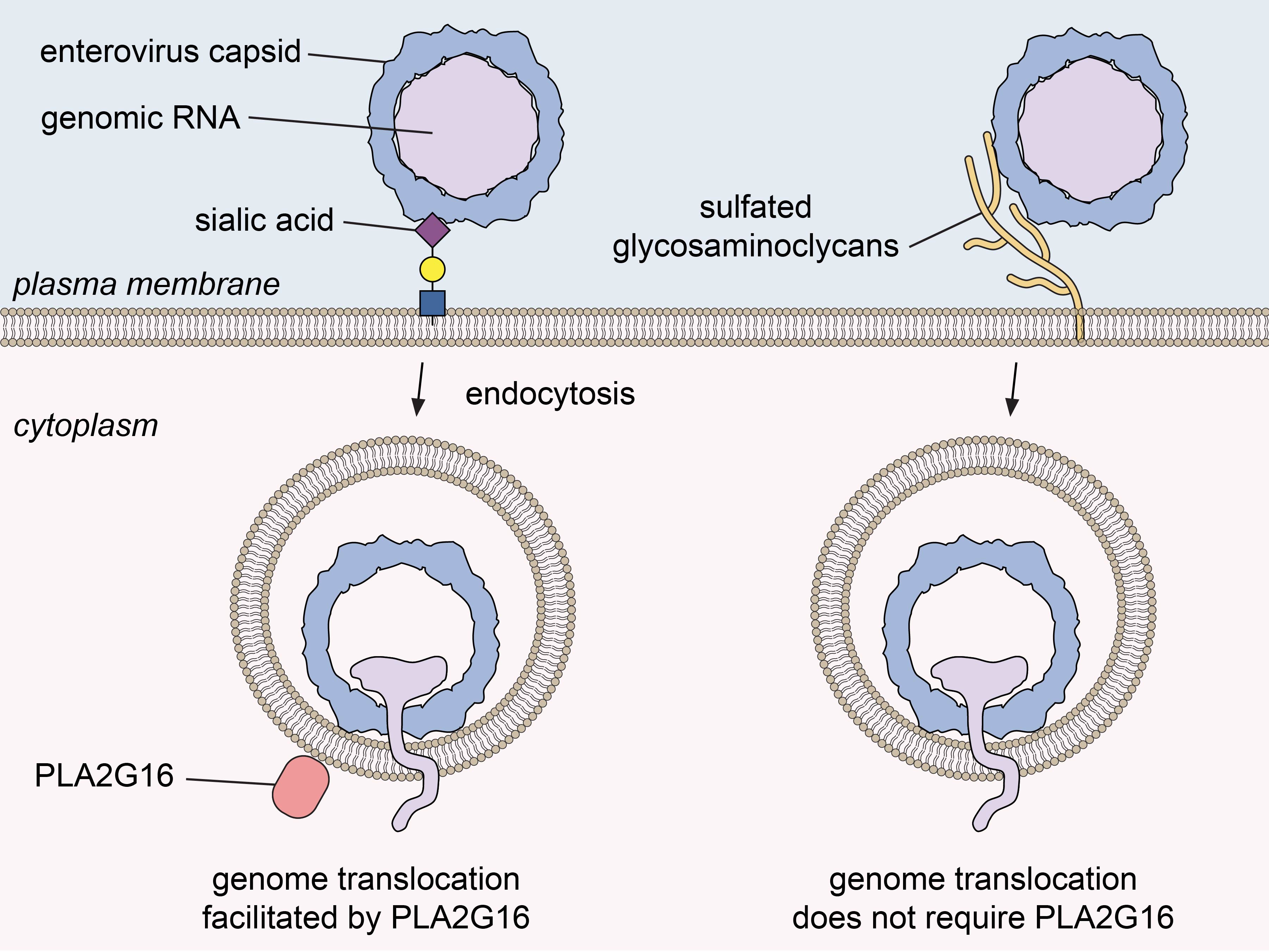 Figure 1 Figure 1
