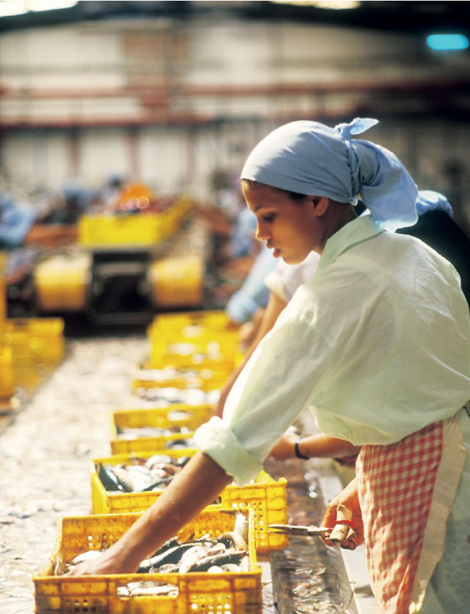 Agadir, Morocco: A worker at a local sardine factory Agadir, Morocco: A worker at a local sardine factory