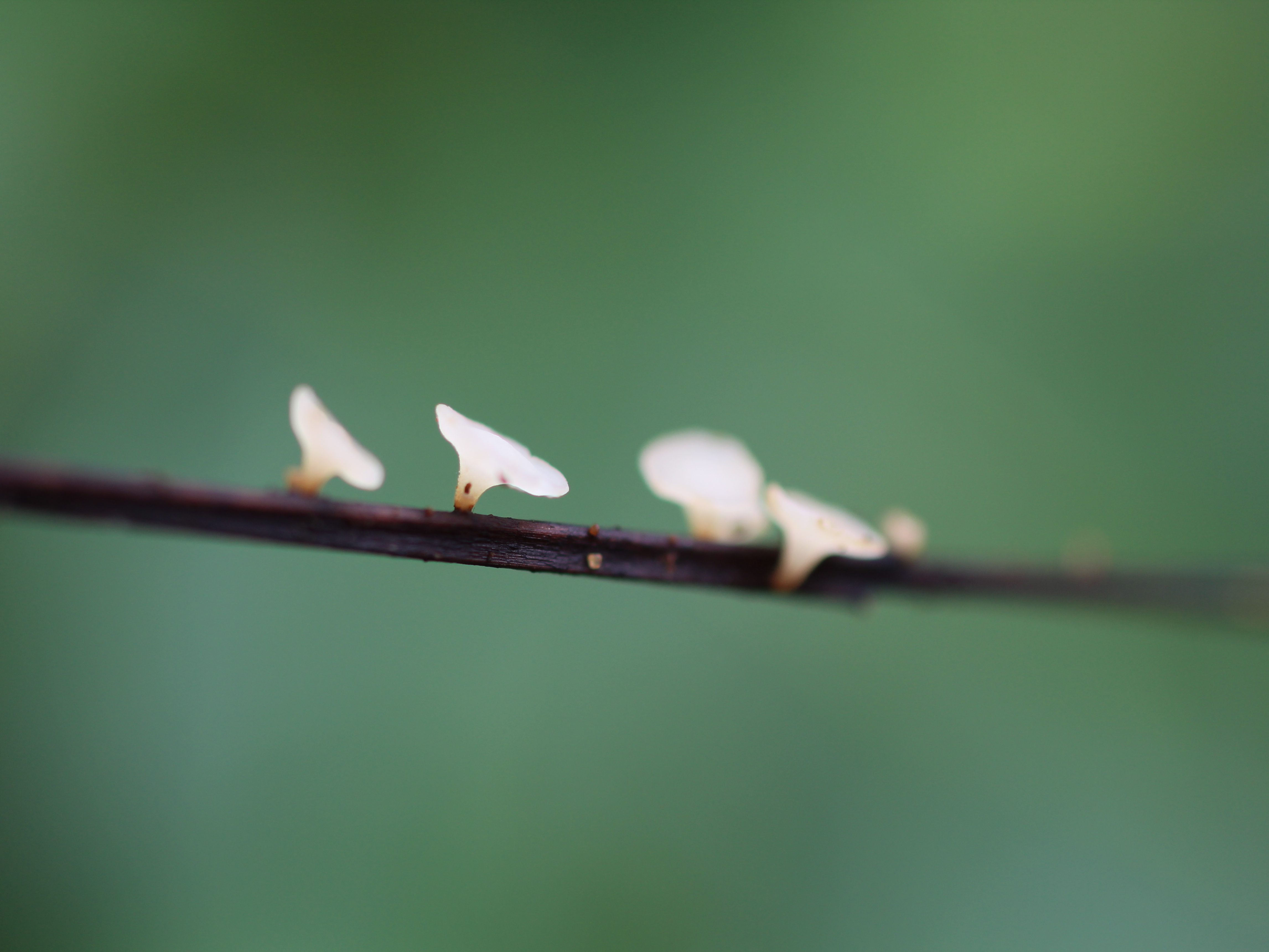 Hymenoscyphus fraxineus fruiting bodies Hymenoscyphus fraxineus fruiting bodies