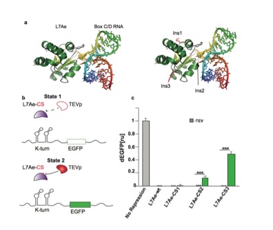 Figure 1. Engineering a TEVp responsive L7Ae. Figure 1. Engineering a TEVp responsive L7Ae.