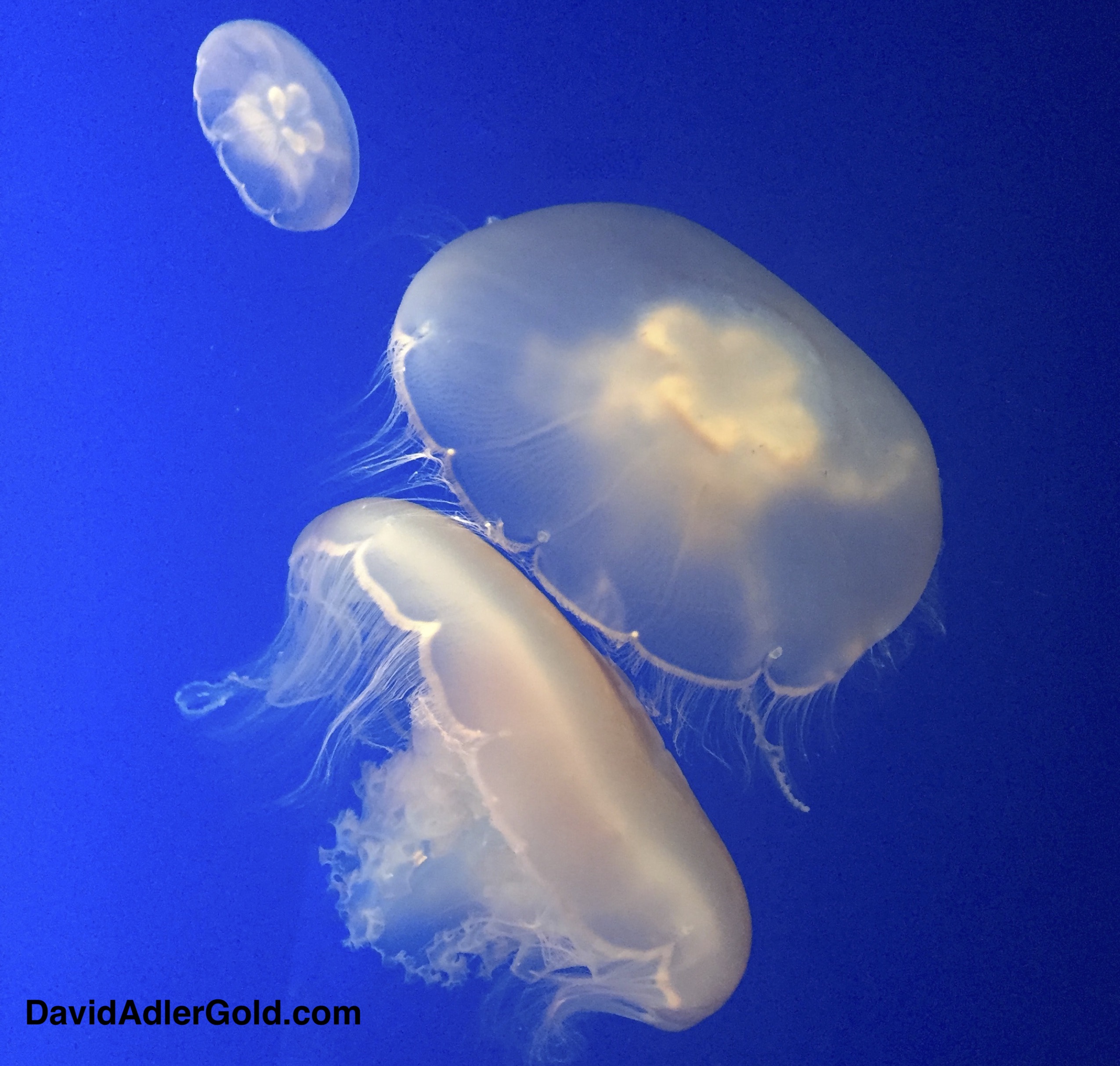 The moon jellyfish Aurelia The moon jellyfish Aurelia